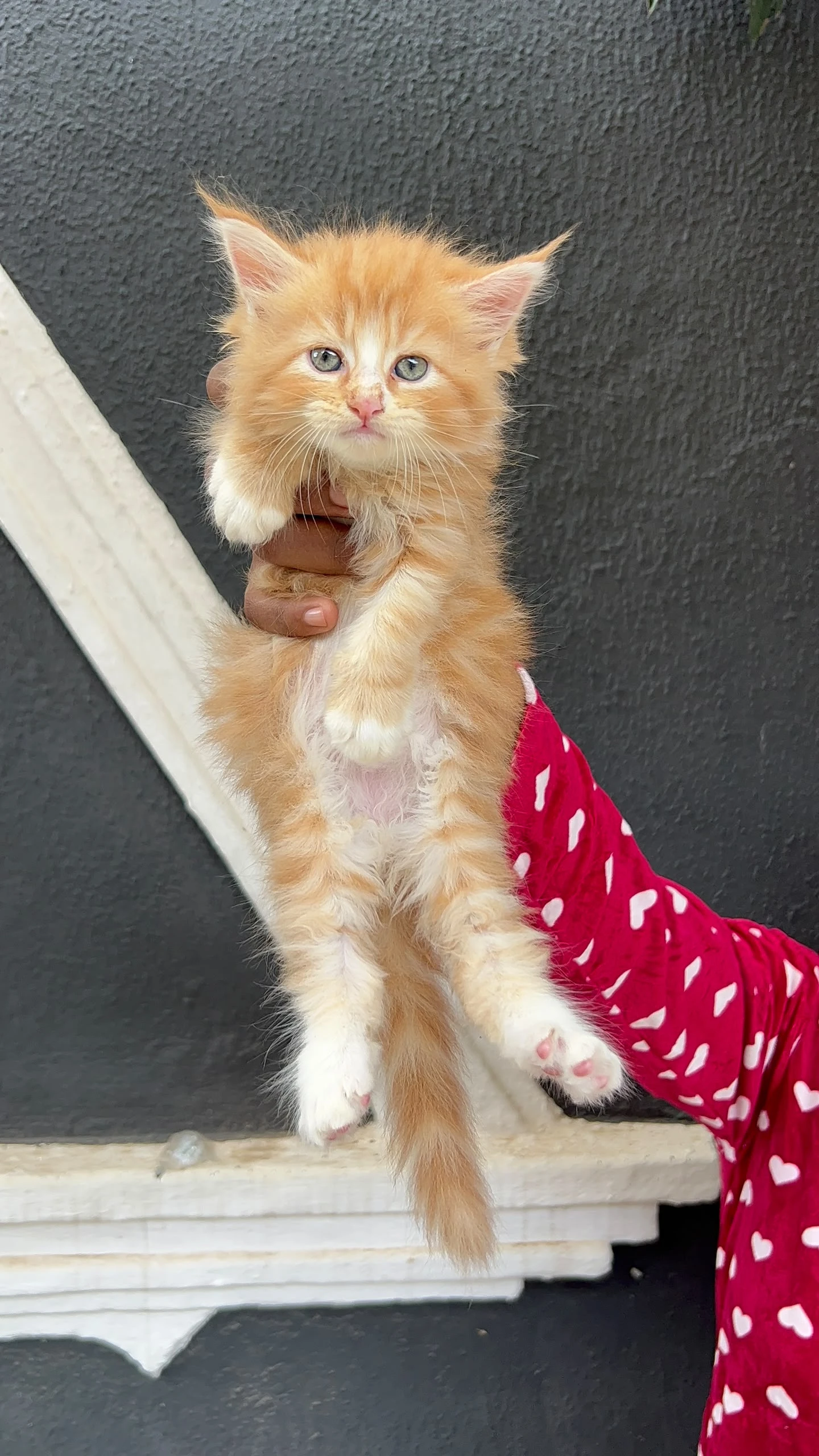 Maine Coon kitten