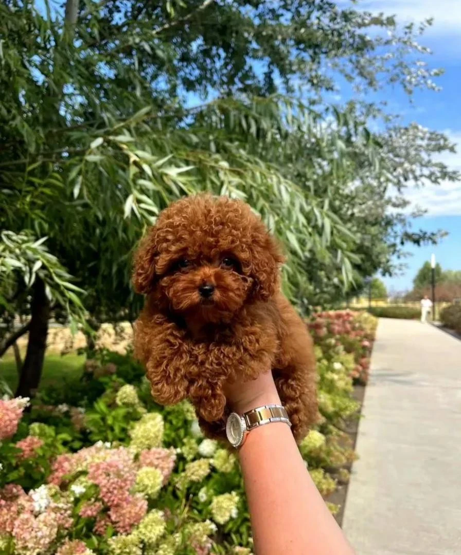 Toy poodle available for importation