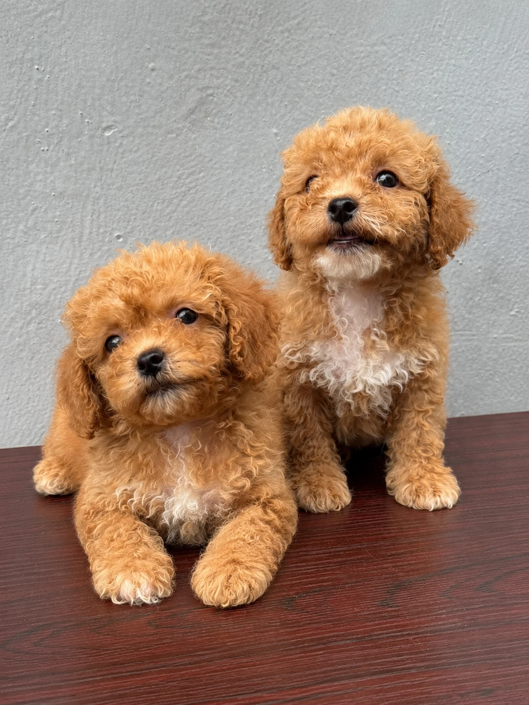 Maltipoo puppies